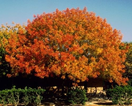 Pistacho chino, (pistacho) Pistacia chinensis, Árbol 10 Semillas (colores de la caída)