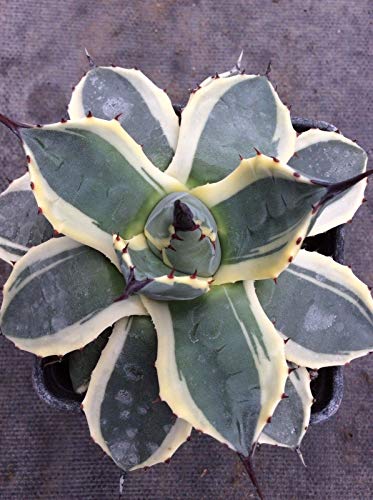 Portal Cool 'Crema de Spike' Agave Parryi 1X 9 cm de color gris azul sale de la crema con los bordes anchos !!