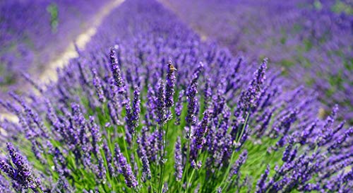 Quertee 8 saquitos de Lavanda de Lino Violeta | saquitos perfumados de 15 g Cada uno (120 g en Total) de Lavanda Francesa como protección antipolillas Lavanda de Francia