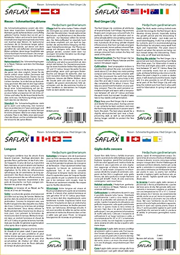 SAFLAX - Jengibre amarillo - 10 semillas - Hedychum gardnerianum