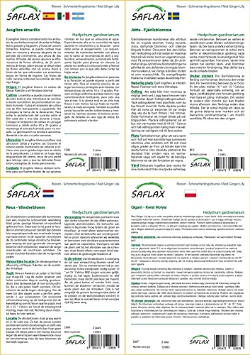 SAFLAX - Jengibre amarillo - 10 semillas - Hedychum gardnerianum