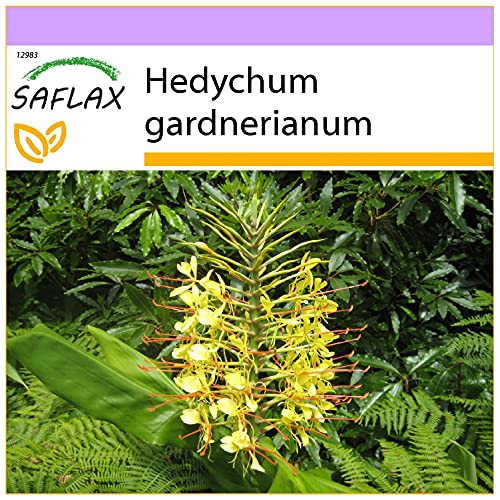 SAFLAX - Jengibre amarillo - 10 semillas - Hedychum gardnerianum