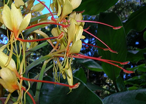 SAFLAX - Jengibre amarillo - 10 semillas - Hedychum gardnerianum