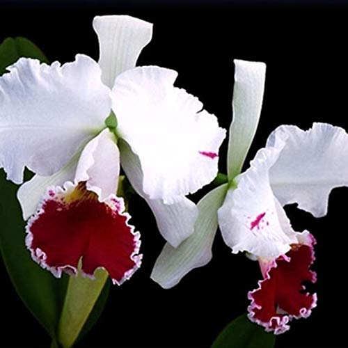 Semillas de flores 50pcs/bolsa cattleya semillas no OMG decorativas grandes flores tamaño cattleya orquídeas semillas híbridas para balcón - Semillas de Cattleya