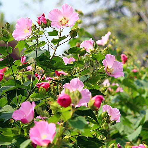 Semillas de plantas semillas de flores 200pcs/bolsa Hibiscus semillas coloridas ornamentales fáciles de plantar mezcla color Hibiscus semillas de flores para Bonsai - Semillas de Hibiscus