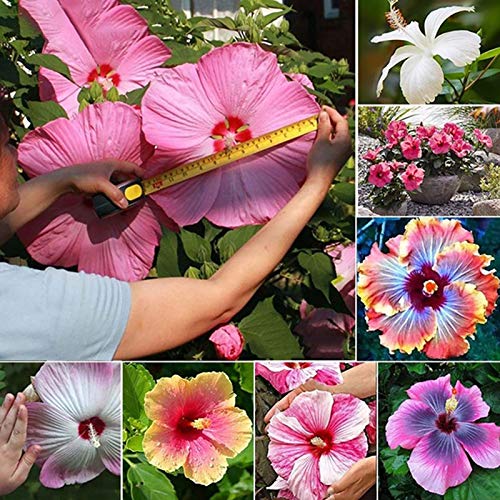 Semillas de plantas semillas de flores 200pcs/bolsa Hibiscus semillas coloridas ornamentales fáciles de plantar mezcla color Hibiscus semillas de flores para Bonsai - Semillas de Hibiscus