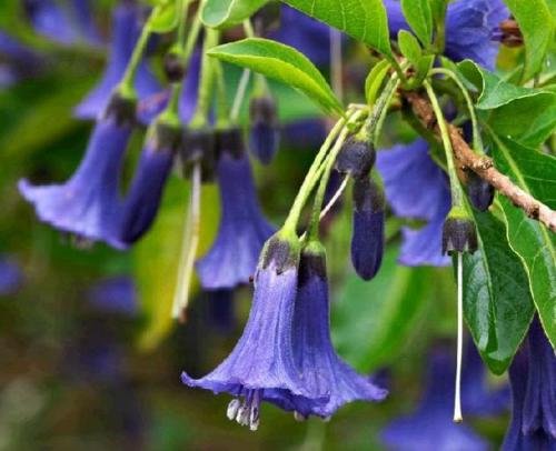 Semillas de trompeta Lochroma Australis de mini azul del ángel - Tropical Beauty - 10 Semillas