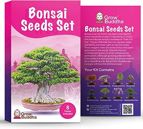 Set de semillas de árbol de bonsái para regalo de - Cultiva tu propio árbol de bonsái fácilmente con nuestro set de 8 semillas de árbol de bonsái