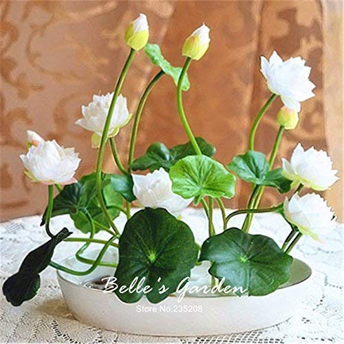 SwansGreen 1 : 5pcs Multi-colors B Lotus Water Lily Seeds Hardy Plants Flower Seeds Exotic Ornamental Flower Bonsai Seeds 1