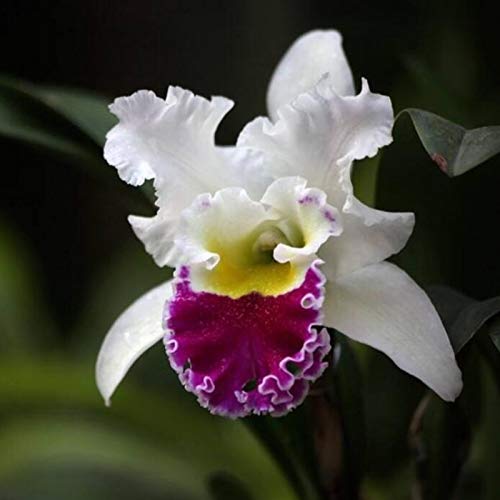 TOYHEART 50 Piezas De Semillas De Flores De Primera Calidad, Semillas De Cattleya, Semillas Decorativas De Flores Grandes No Transgénicas, Semillas Híbridas De Orquídeas Cattleya para Balcón Púrpura