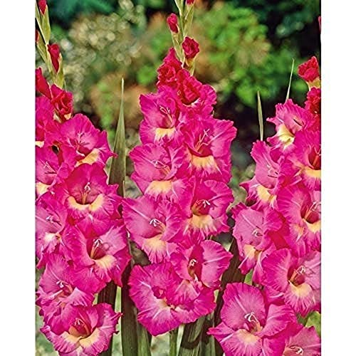 10 piezas espectaculares Bullbs de flores grandes Gladiolus Gladiolos rosados Espada Lily Bulbo Raíz Decorar el patio del jardín