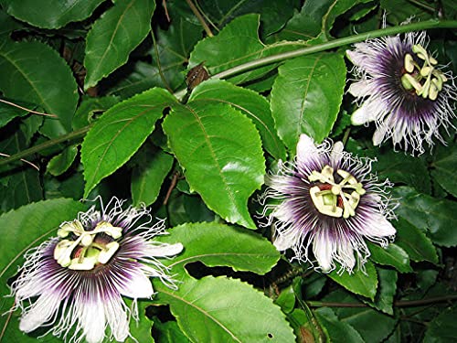 10 Semillas de Fruta de la Passión (Passiflora edulis)