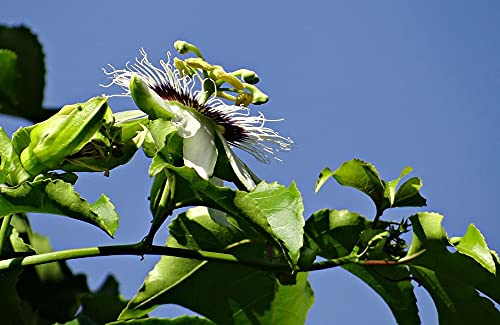 10 Semillas de Fruta de la Passión (Passiflora edulis)