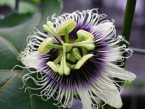 10 Semillas de Fruta de la Passión (Passiflora edulis)