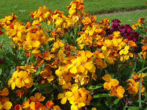 100 Semilas de Alheli Amarillo, dorado (Cheiranthus Cheiri)