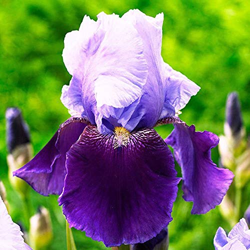 1x Iris rizoma Plantas perennes Flor Iris Plantas de exterior Jardin flores Bulbi Iris Germanica Emma Luise