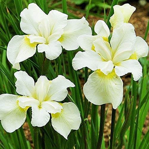 1x Iris rizoma Plantas vivas Flor Iris Plantas naturales Jardin flores Iris bulbo Sibirica White Swirl