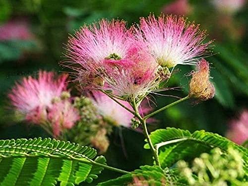 20 piezas de semillas de Albizia Julibrissin fragancia de crecimiento rápido profusión de flores de soplo rosa flor de albizia ornamental árbol de mimosa para plantar jardines