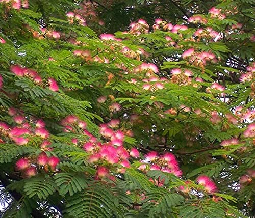 20 piezas de semillas de Albizia Julibrissin fragancia de crecimiento rápido profusión de flores de soplo rosa flor de albizia ornamental árbol de mimosa para plantar jardines