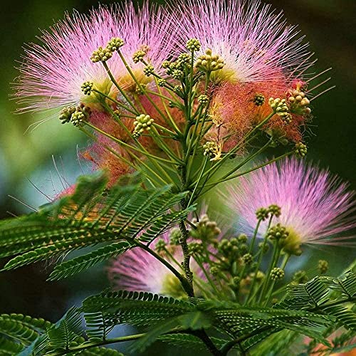 20 piezas de semillas de Albizia Julibrissin fragancia de crecimiento rápido profusión de flores de soplo rosa flor de albizia ornamental árbol de mimosa para plantar jardines