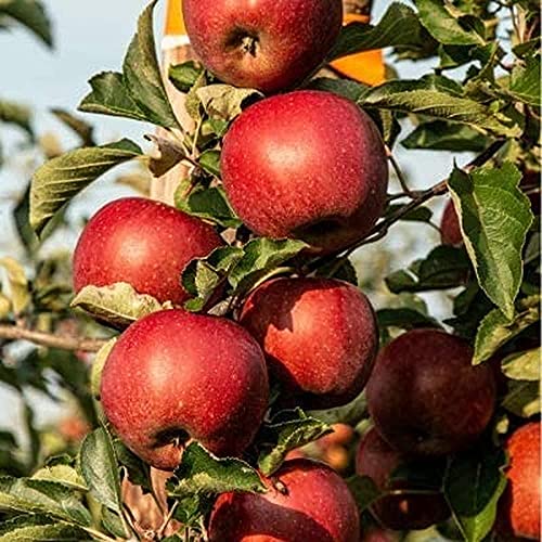 20 piezas de semillas de manzana variedad especial rojo crujiente fruta jugosa popular dulce indispensable árbol decorativo perenne en huertos caseros