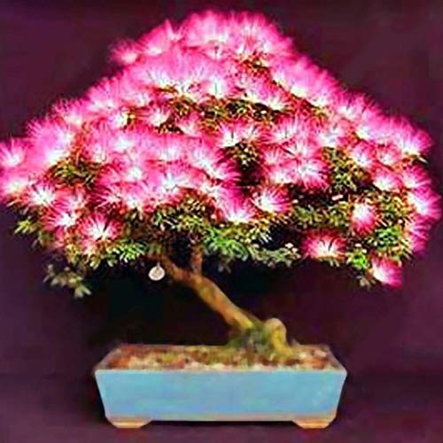 20 semillas de acacia mixtas Albizia Julibrissin de árbol de seda Mimosa, bonsái, 20 unidades de semillas Albizia Julibrissin para mujeres, hombres, niños, principiantes, jardineros regalo