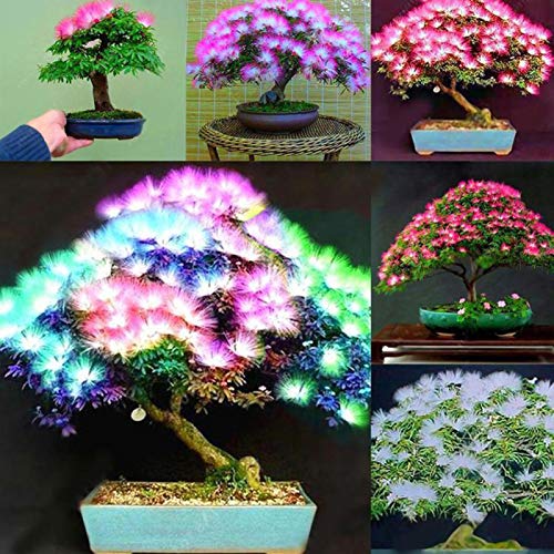 20 semillas de acacia mixtas Albizia Julibrissin de árbol de seda Mimosa, bonsái, 20 unidades de semillas Albizia Julibrissin para mujeres, hombres, niños, principiantes, jardineros regalo