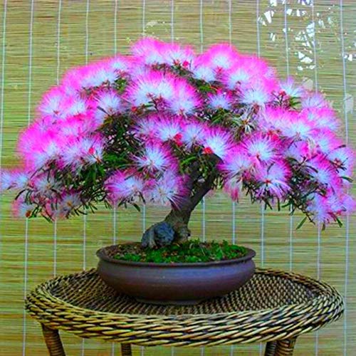 20 semillas de acacia mixtas Albizia Julibrissin de árbol de seda Mimosa, bonsái, 20 unidades de semillas Albizia Julibrissin para mujeres, hombres, niños, principiantes, jardineros regalo