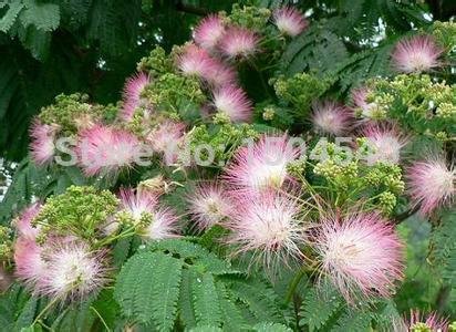 25 semillas de Albizia Julibrissin Mini árbol bonsai en maceta, jardín de DIY, promoción grande