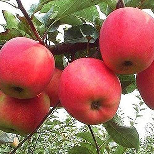 30 Semillas De Manzana Roja - Semillas De árboles Frutales Con Tasa - Semillas De Reliquia - Jardín DIY Árboles Frutales