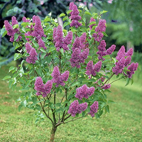 40 Semillas de Lilac (Syringa Vulgaris)