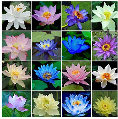 40pcs / set Lotus Flower Semillas de Lotus Planta acuática Hermosa Lotus Water Lily Seed