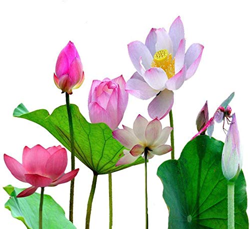 40pcs / set Lotus Flower Semillas de Lotus Planta acuática Hermosa Lotus Water Lily Seed