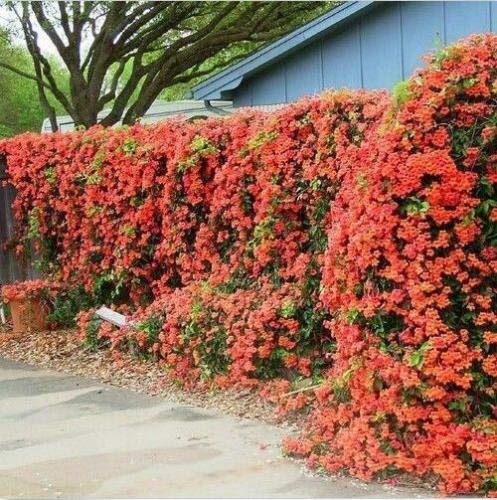 5 Semillas de Campsis radicans enredadera de trompeta Flores naranjas