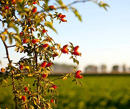 Aceite de Escaramujo Orgánico, Prensado en Frío, 100% Natural, Máxima Calidad de Nuestra Propia Empresa Familiar