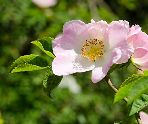 Aceite de Escaramujo Orgánico, Prensado en Frío, 100% Natural, Máxima Calidad de Nuestra Propia Empresa Familiar