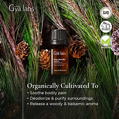 Aceite esencial de pino orgánico de Gya Labs para aliviar el dolor y concentrarse, relajar y limpiar el ambientador - 100% puro grado terapéutico natural para aromaterapia - 10 ml