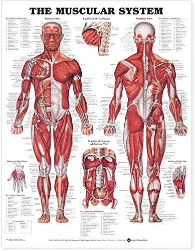 Anatomical Chart El Sistema Muscular (aminado)