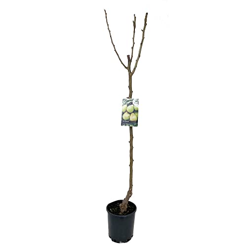 ARBOL FRUTAL NATURAL DE PERAL BLANQUILLA M22 150CM (SEPTIEMBRE - OCTUBRE) PERFECTO PARA EXTERIOR