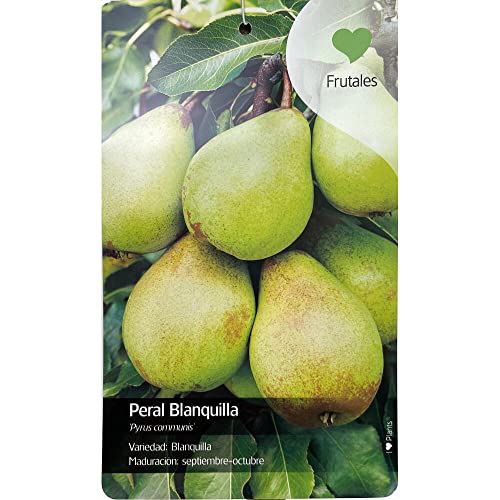 ARBOL FRUTAL NATURAL DE PERAL BLANQUILLA M22 150CM (SEPTIEMBRE - OCTUBRE) PERFECTO PARA EXTERIOR