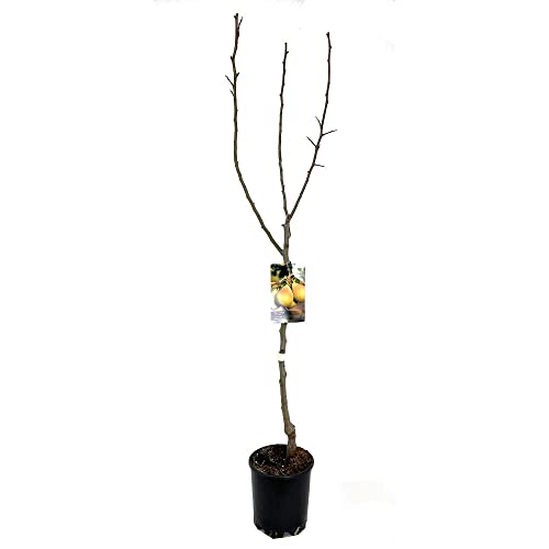 ARBOL FRUTAL NATURAL DE PERAL CASTELL M22 150CM (JUNIO - JULIO) PERFECTO PARA EXTERIOR