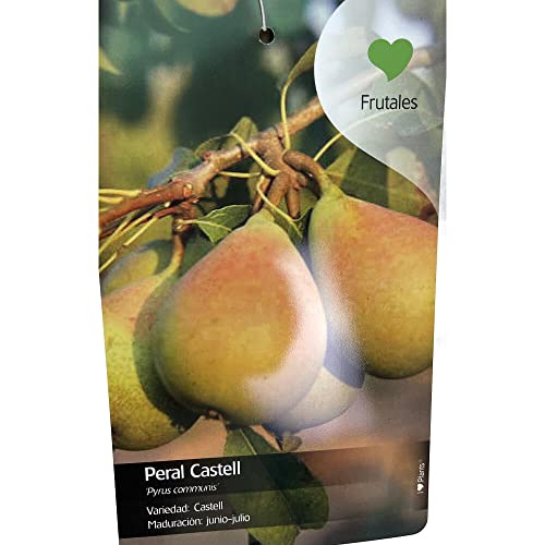 ARBOL FRUTAL NATURAL DE PERAL CASTELL M22 150CM (JUNIO - JULIO) PERFECTO PARA EXTERIOR