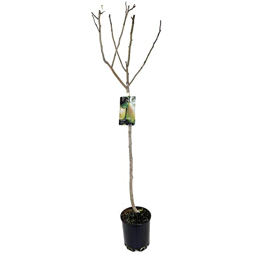 ARBOL FRUTAL NATURAL DE PERAL ERCOLINI M22 150CM (JULIO - AGOSTO) PERFECTO PARA EXTERIOR