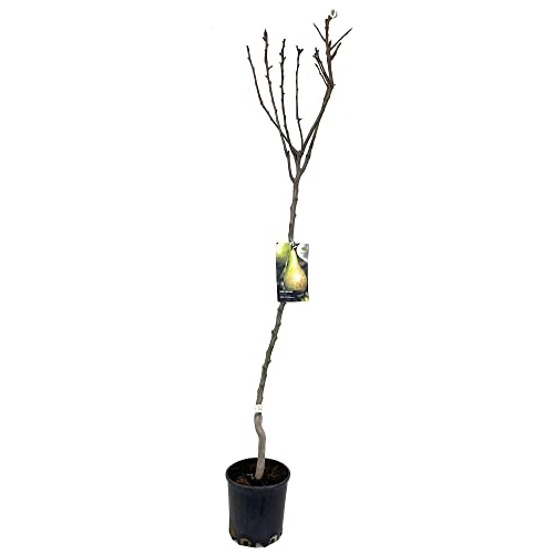 ARBOL FRUTAL NATURAL PERAL CONFERENCIA M22 150CM (AGOSTO - SEPTIEMBRE) PERFECTO PARA EXTERIOR