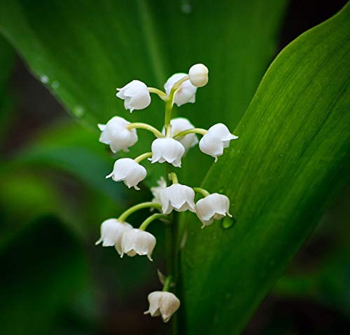 Bulbo de lirio de los valles,Impresionante Hermosos Regalos Balcón Reblooming Flores Raíz Fragante-5Bulbo