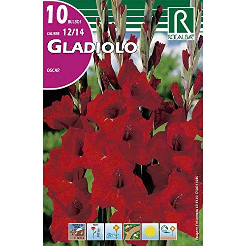 Bulbo Gladiolo rojo vivo 10 uds