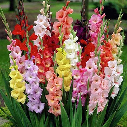 Bulbos de Flores - Gladiolos - Gladiolus (10 X Gladiolos en mezcla - Gladiolus MIX)