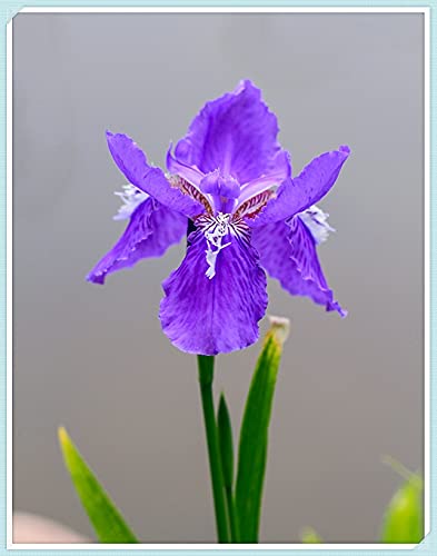 Bulbos de Iris,Escalonada Arriba Y Abajo De Flores Exóticas,Balcón Decorativo,Valor Ornamental, Un Aroma De Rizoma, Hermoso, Guárdelo En Su Jardín.-8 Bulbos,B