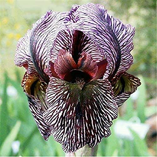 Bulbos De Iris,Flores Bonsai MagníFico Bulbos Fuertes Rizoma Resistente Plantas MáGicas-4 Bulbos