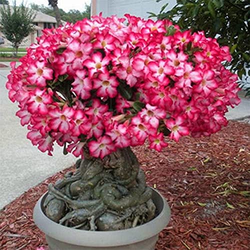 Bulbos De Rosa Del Desierto, Bulbos Perennes En El Jardín, Hermosas Plantas Exóticas, Plantas Verdes, Rizomas Raros-2-rizoma,Rojo 。